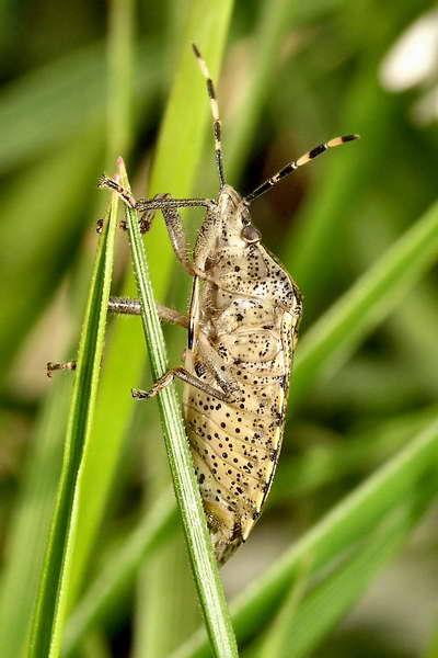 rhaphigastere nebulosa-01.jpg